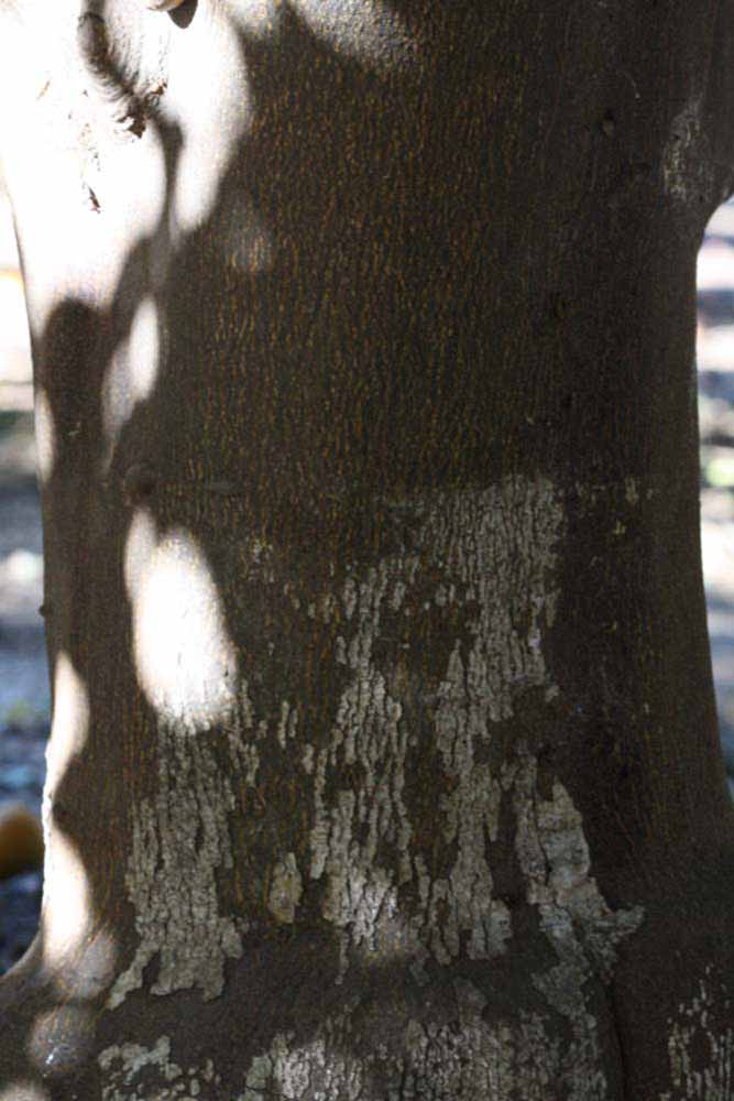              Bark (Riverside, CA)       